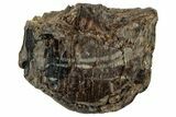 Fossil Nodosaurid (Denversaurus) Tooth - Wyoming #323966-1